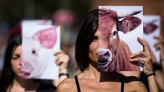 España: 492 investigados por Guardia Civil en primer semestre por maltrato a animales