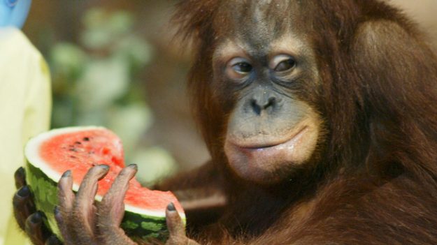 Hoy las frutas tienen tanta azúcar que los animales en los Zoo padecen caries y obesidad