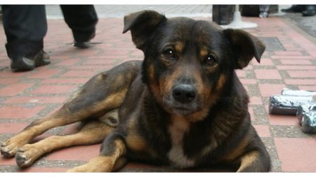 Perrito anciano desaparece y regresa exhausto con una nota en su collar que revela que es un héroe