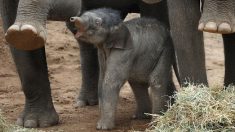 Los nuevos bebés elefantes del Zoo de San Diego se tocan la trompa porque no saben qué es