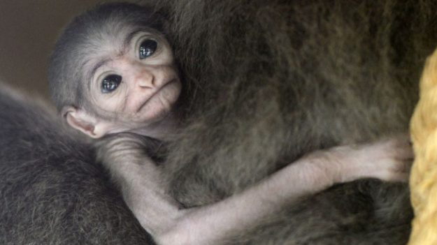 Adorable momento en que este gibón de solo 2 días de nacido es acurrucado por su madre