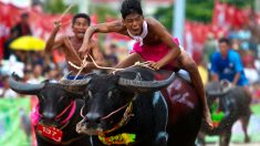 Carrera de búfalos: 140 años de tradición marcan el inicio de las cosechas