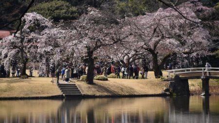 Después de los tifones, Japón amanece asombrado con sus famosos cerezos florecidos 6 meses antes