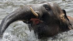 Siete elefantes mueren electrocutados en trágico accidente en la India