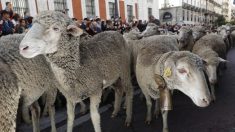 Cientos de ovejas trashumantes toman el centro de Madrid como hacían 600 años atrás