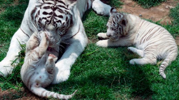 Zoo de Perú celebra llegada de 3 cachorros de tigre blanco de Bengala en peligro de extinción