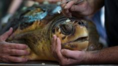 Sorprendente cuánto plástico salió del cuerpo de esta tortuga a punto de morir