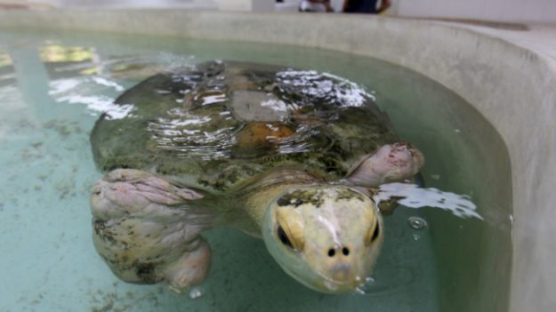 Tortuga mutilada por perros se convierte en “embajadora” de programa de conservación en México