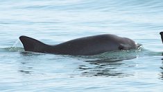 México: La vaquita marina, el cetáceo más pequeño del mundo, peligra por la pesca ilegal