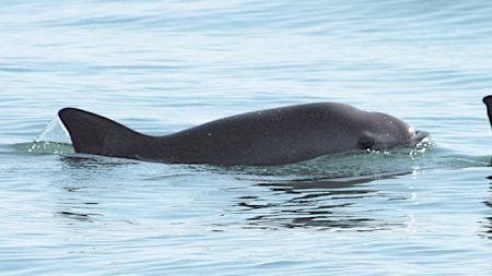 México anuncia cambios regulatorios para reforzar protección de vaquita marina y totoaba