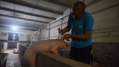 La escasez de soja en China puede causar que millones de cerdos pasen hambre