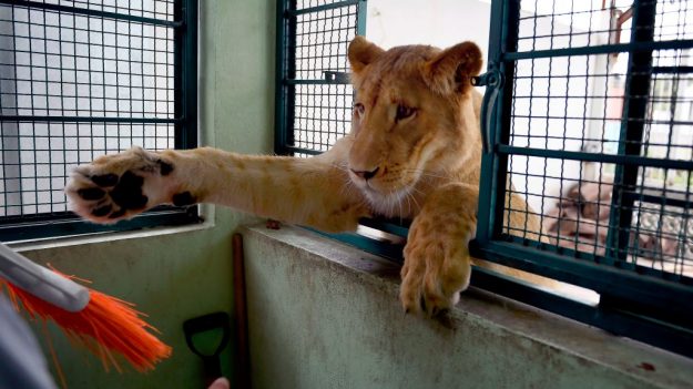 Tres leones y un perro en una azotea: las polémicas mascotas de un hombre en México