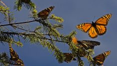 Mariposas monarca vuelven a Canadá tras una de sus peores estancias en México