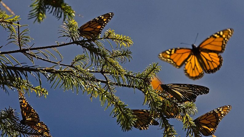 Foto de mariposas monarca (Danaus plexippus) tomada el 18 de marzo de 2008 en el bosque de Oyamel en el santuario de El Rosario en Angangueo, estado de Michoacán, México. (Luis Acosta/AFP/Getty Images)