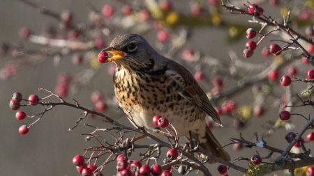 Masiva embriaguez de aves en una ciudad de Arizona hace que choquen con las ventanas y automóviles