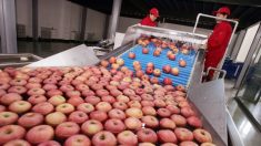 Una empresa china de jugos utiliza manzanas podridas para sus productos de exportación, según la prensa china