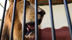 Mantenía leones en casa en México y lo atacaron mientras estaba ebrio, quedó grave