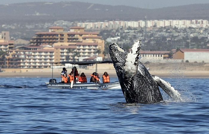 La gente observa cómo una ballena jorobada (Megaptera novaeangliae) salta de las aguas del Océano Pacífico en Los Cabos, Baja California Sur, México en julio de 2018. Zonas turísticas populares como Los Cabos y Cancún, el turismo es la tercera fuente de divisas más grande de México. FOTOGRAFÍA AFP / FERNANDO CASTILLO (En la foto se debe leer FERNANDO CASTILLO/AFP/Getty Images)