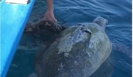 “Rompió mi corazón», dijo bióloga al filmar tortuga muerta enredada en la costa de La Paz, México