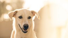 Padre entrena al perro para vigilar que la hija haga tareas sin distraerse con el celular