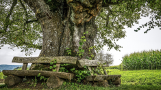 Este árbol de 100 años se salva del hacha gracias a la motosierra de un genial artista