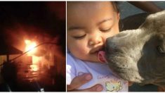 Pitbull salva a su familia de las llamas e intenta llevar a un bebé de 7 meses a un lugar seguro