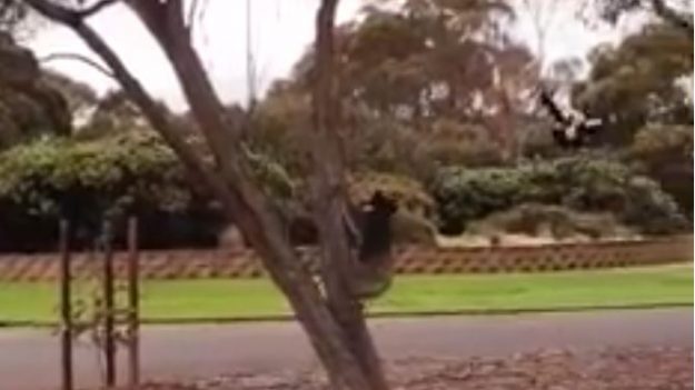 Una urraca y un koala son filmados mientras disputan un árbol en la Universidad Deakin, Australia