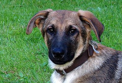 Querían operar a esta perrita y la reacción fue grandiosa y solidaria