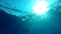Australia: Muere otro turista por el ataque de un tiburón y es la tercer víctima en dos meses