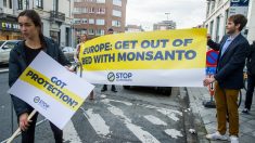 Monsanto apela condena de 78 millones dólares por causar cáncer con glifosato