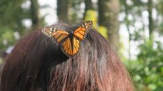 El valor incalculable del viaje de la mariposa monarca hasta llegar a México