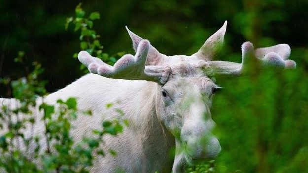 Filman estos dos sorprendentes alces blancos cruzando una carretera de Canadá