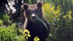 En México un oso silvestre se hace amigo de un pueblo, le dan aventón y visita las tiendas