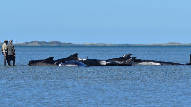 145 ballenas mueren después de encallar en Nueva Zelanda: hubo que sacrificar a las vivas