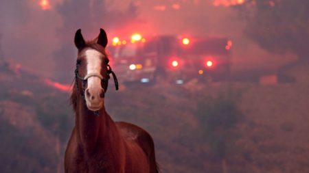 La otra cara de la tragedia: rescatan miles de animales atrapados en incendios de California