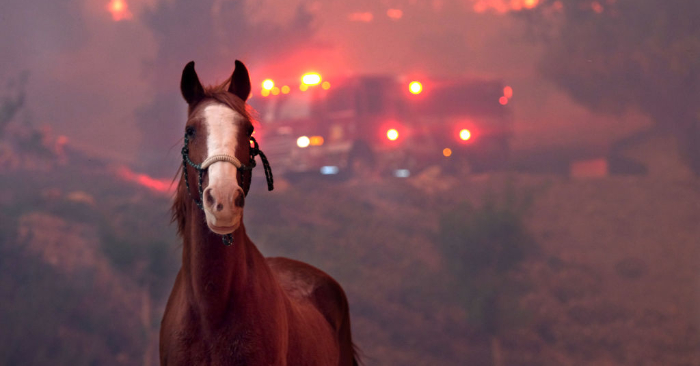 Los caballos se asustan cuando el incendio Woolsey avanza a través de una propiedad cerca de Paramount Ranch, el 9 de noviembre de 2018, en Agoura Hills, California. (Foto de Matthew Simmons/Getty Images)