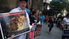 Corea del Sur cierra el mayor matadero de perros del país: empiezan a verlos más como mascotas