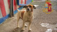 Mafia italiana condena a muerte a Pocho, un perro antidrogas: les ha hecho perder millones