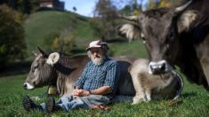 Votarán en Suiza si dejan a las vacas con cuernos o se los cortan: al parecer con ellos son felices