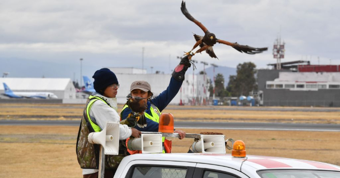 Un halcón de Harris (Aguililla de Harris) sale a patrullar las pistas y el espacio aéreo sobre el aeropuerto internacional Benito Juárez de la Ciudad de México, el 29 de enero de 2018. (Crédito de YURI CORTEZ/AFP/Getty Images)