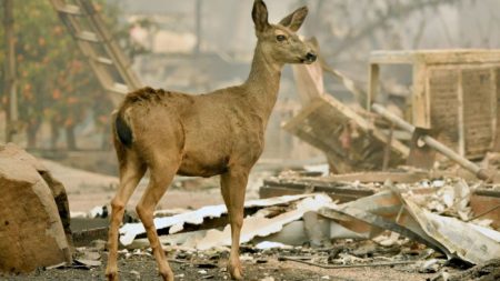 Desgarradora lucha por salvar animales atrapados en medio de incendios en California