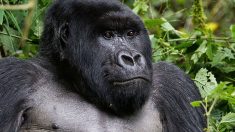 Los gorilas de montaña regresan del borde de la extinción, ahora quedan más de 1000