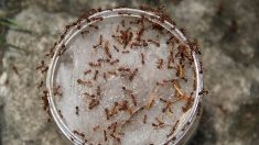 Llega a España una hormiga sudamericana que pica a los humanos