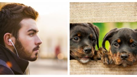 Este viajero encuentra 2 cachorros abandonados en la carretera y ahora son un trío de aventureros