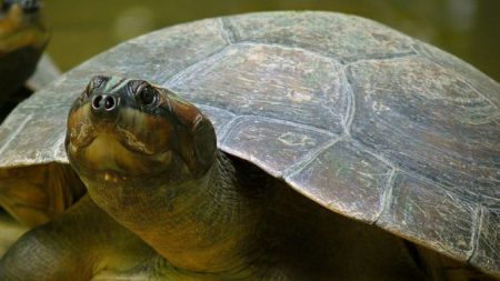 Tortuga del Amazonas reaparece en Brasil solo donde los vigilantes son locales