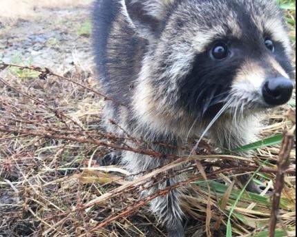 Policía detiene dos mapaches denunciados por rabiosos y solo estaban borrachos