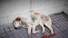 Más de 343 mil perros y gatos “sin dueño” deambulan por las calles de Chile