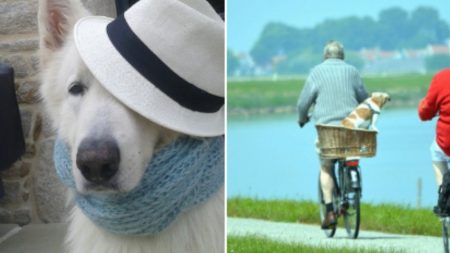 El dulce video de un anciano vistiendo a su perro para protegerlo de la lluvia derrite a las redes