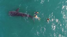 Una valiente familia se arriesga para liberar de una cuerda a un enorme tiburón ballena herido