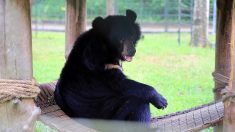 Detienen a nueve personas en Florida por abusos contra osos negros